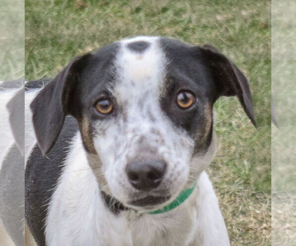 Medium Photo #2 Jack-A-Bee Puppy For Sale in Huntley, IL, USA