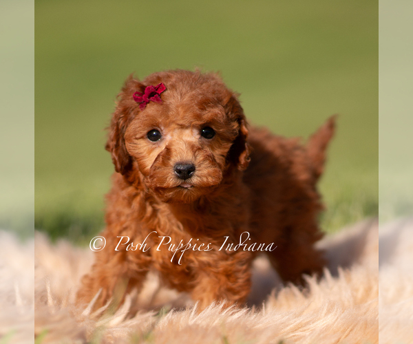 Medium Photo #115 Poodle (Toy) Puppy For Sale in WARSAW, IN, USA