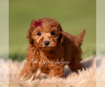 Small Photo #115 Poodle (Toy) Puppy For Sale in WARSAW, IN, USA