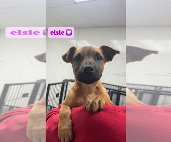 Medium Photo #3 Black Mouth Cur-Unknown Mix Puppy For Sale in GILBERTS, IL, USA