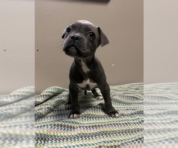 Medium Photo #1 American Pit Bull Terrier Puppy For Sale in Redlands, CA, USA