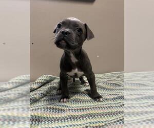 American Pit Bull Terrier Dogs for adoption in Redlands, CA, USA