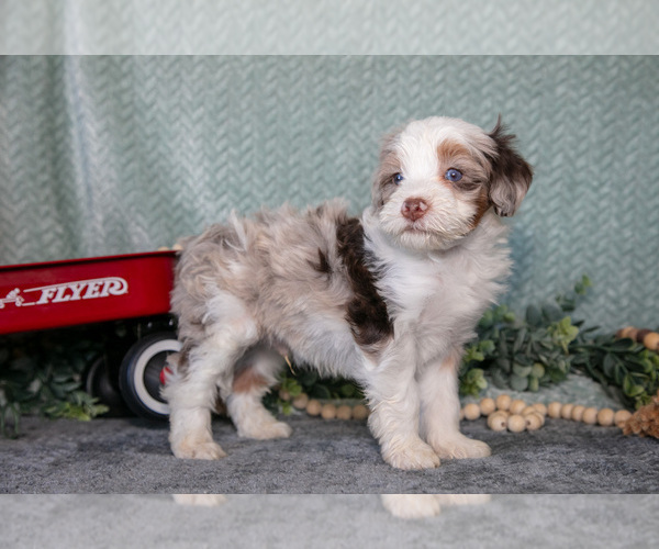 Medium Photo #2 Bernedoodle (Miniature) Puppy For Sale in APPLE CREEK, OH, USA