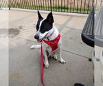 Small #1 American Pit Bull Terrier Mix