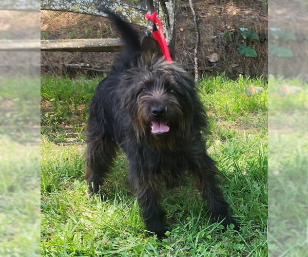 Medium Photo #3 Mutt Puppy For Sale in Wetumpka, AL, USA