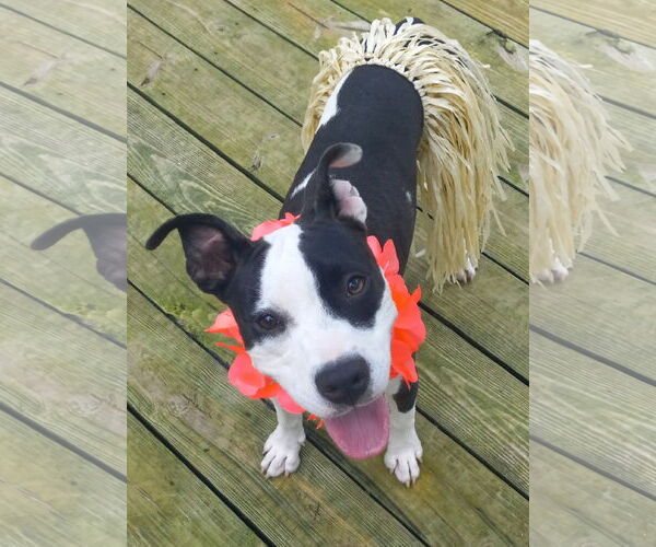 Medium Photo #13 Mutt Puppy For Sale in Murfreesboro, NC, USA