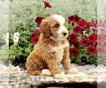 Small #3 Goldendoodle (Miniature)