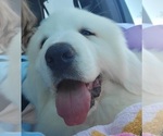 Small #7 Great Pyrenees
