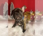 Small Photo #4 French Bulldog Puppy For Sale in FORT WORTH, TX, USA