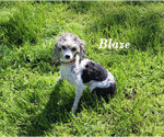 Image preview for Ad Listing. Nickname: Blaze