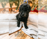 Puppy 8 Saint Berdoodle