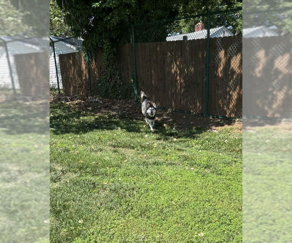 Medium Photo #14 - Mix Puppy For Sale in Winston Salem, NC, USA