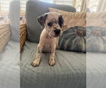 Small Labrador Retriever