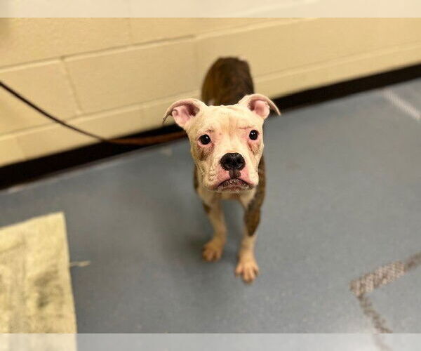 Medium Photo #1 Boxer Puppy For Sale in Denver, CO, USA