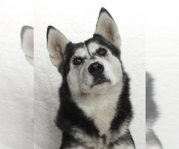 Medium Photo #1 - Mix Puppy For Sale in Burbank, CA, USA