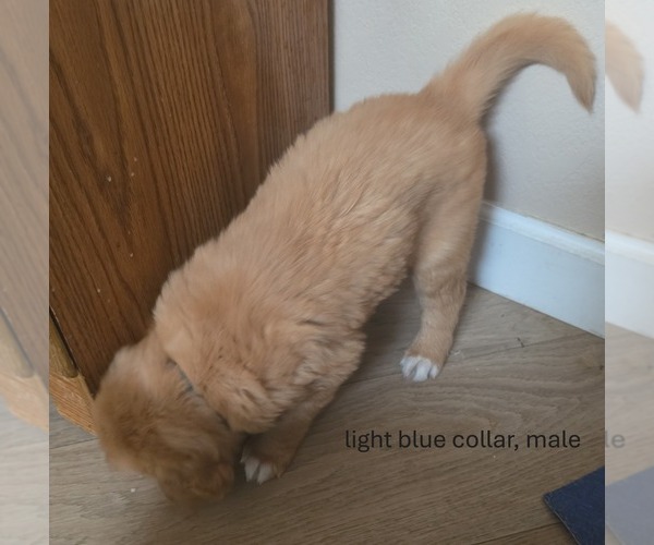 Medium Photo #1 Golden Retriever Puppy For Sale in EXETER, CA, USA