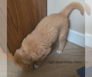 Medium Golden Retriever