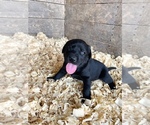 Puppy 1 Labrador Retriever