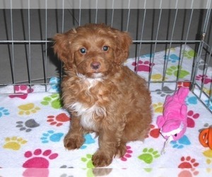 Cockapoo-Poodle (Miniature) Mix Dog for Adoption in ORO VALLEY, Arizona USA