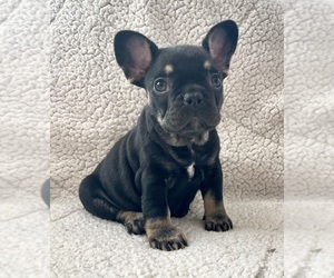 French Bulldog Puppy for sale in WITTMANN, AZ, USA