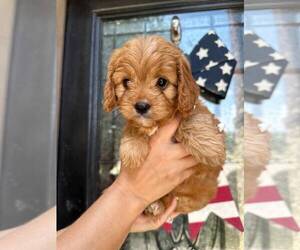 Cavapoo Puppy for sale in COMANCHE, OK, USA