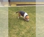 Small Photo #1 Beaglier Puppy For Sale in MILLERSBURG, OH, USA