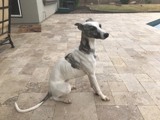 Whippet Puppy for sale in PHOENIX, AZ, USA