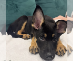 Small #8 German Shepherd Dog Mix
