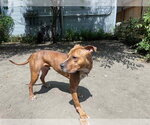 Small #19 Mutt