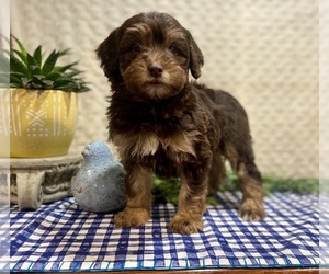 Poodle (Miniature)-Soft Coated Wheaten Terrier Mix Puppy for Sale in DOSS, Missouri USA