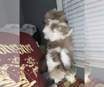 Small #5 Shih Tzu