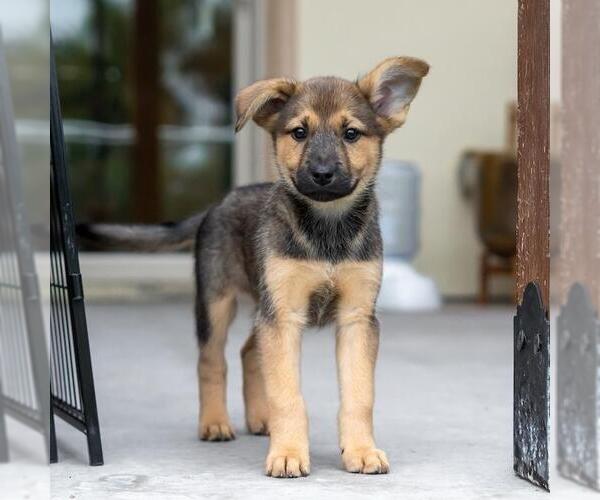 Medium Photo #2 Boxer-Unknown Mix Puppy For Sale in San Diego, CA, USA