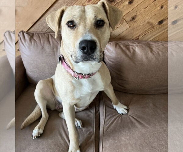Medium Photo #6 American Pit Bull Terrier-Unknown Mix Puppy For Sale in Fargo, ND, USA
