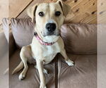 Small #5 American Pit Bull Terrier Mix