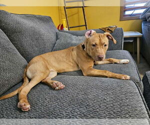 American Pit Bull Terrier-Unknown Mix Dogs for adoption in Plymouth, MN, USA