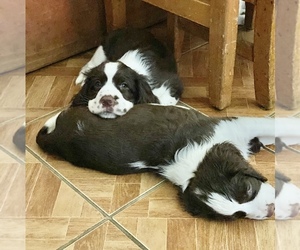 English Springer Spaniel Puppy for sale in KUTZTOWN, PA, USA