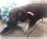 Small Photo #4 German Shepherd Dog Puppy For Sale in WEST LINN, OR, USA