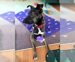 Small #3 Mutt