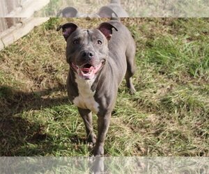 Sapphire - Female American Staffordshire Terrier-Unknown Mix Dog for Adoption - Photo #2