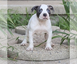 American Bully Puppy for sale in CHAMPAIGN, IL, USA
