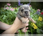 Small Photo #2 Bulldog Puppy For Sale in SPRING, TX, USA
