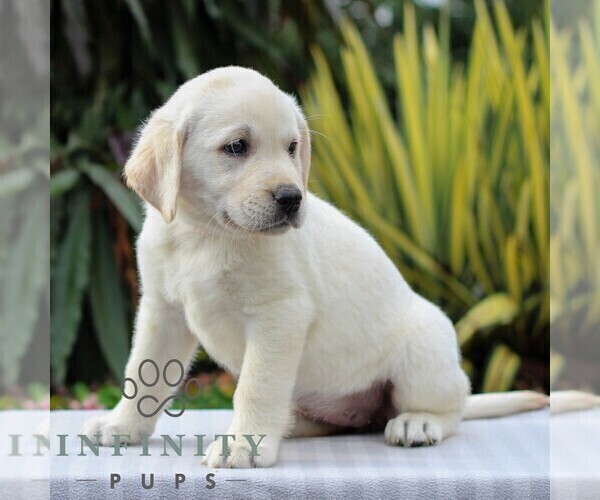 Medium Photo #4 Labrador Retriever Puppy For Sale in GORDONVILLE, PA, USA