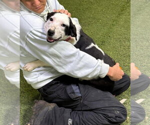 Borador Dogs for adoption in Alexander, AR, USA