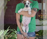 Small #3 American Staffordshire Terrier-Boxer Mix