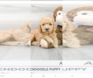 Aussiedoodle Miniature -Goldendoodle Mix Puppy for sale in JACKSONVILLE, FL, USA