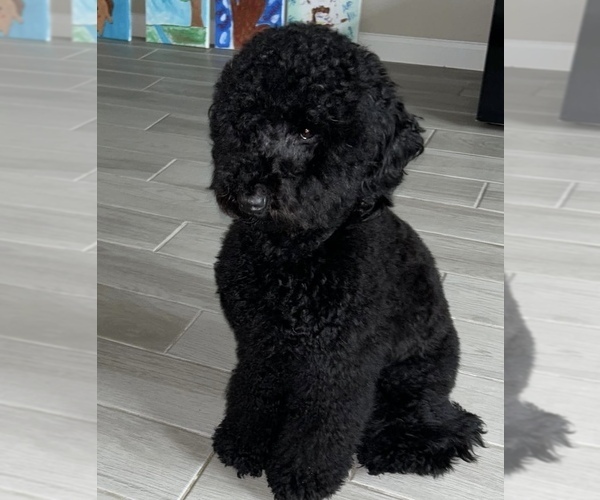 Medium Photo #14 Goldendoodle Puppy For Sale in JACKSONVILLE, FL, USA