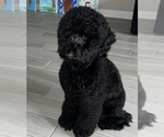 Small #13 Goldendoodle