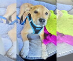 Small #10 Labrador Retriever Mix