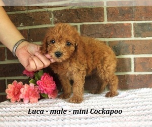 Cockapoo (Miniature) Puppy for sale in CLARKRANGE, TN, USA