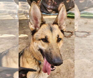 German Shepherd Dog Dogs for adoption in Lafayette, CA, USA